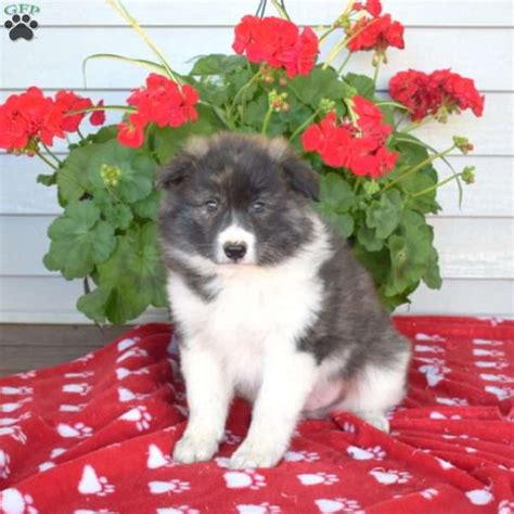 Share it or review it. . Border collie mix puppies washington